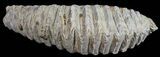Cretaceous Fossil Oyster (Rastellum) - Madagascar #54477-1